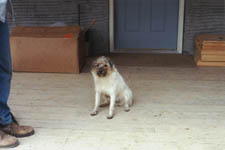 Albert--The Dirty Dog!!